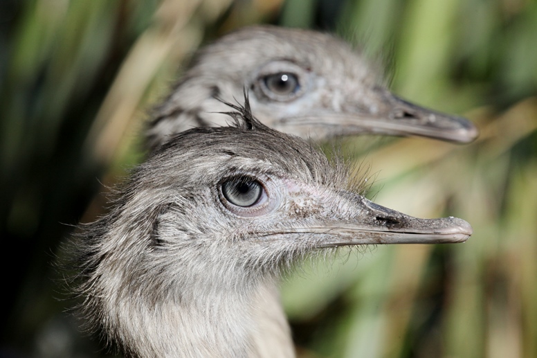 emu